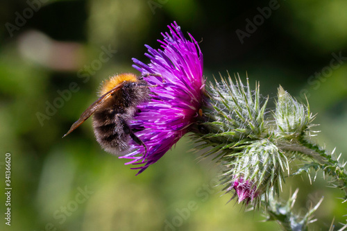 A close up of a bee on a flower