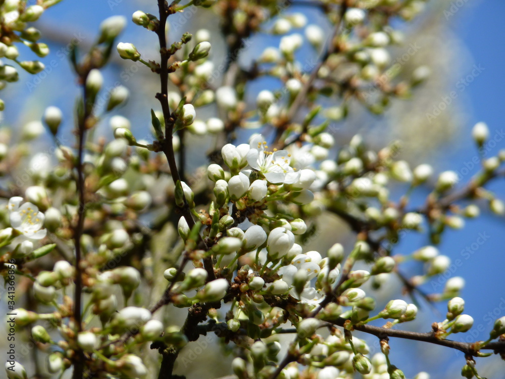 Blackthorn Prunus spinosa with budding and blossoming flowers in spring. Blurred and blue sky background. Blackthorn Prunus spinosa with budding and blossoming flowers in spring. Blurred and blue sky background.