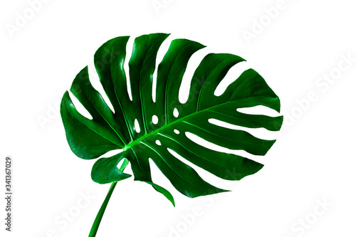 Beautiful Tropical Monstera leaf isolated on white background for design elements, Flat lay
