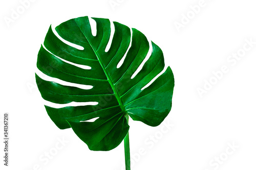 Beautiful Tropical Monstera leaf isolated on white background for design elements, Flat lay