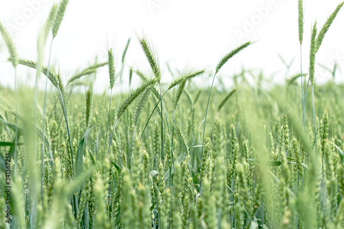 Unripe green wheat field  green wheat field  - green wheat  oat  rye  barley