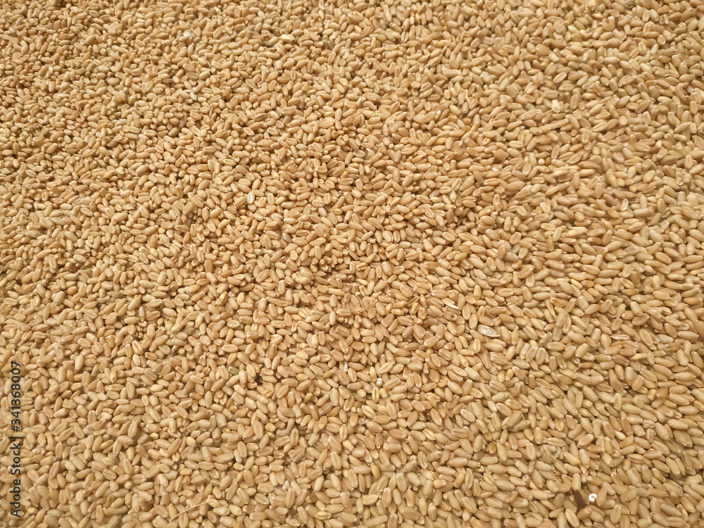 Dried wheat seeds arranged as background. Nepal Dried wheat seeds arranged as background. Nepal