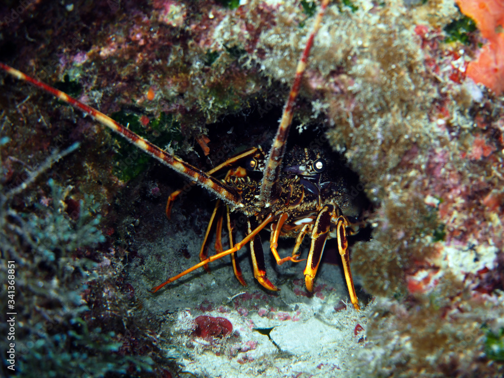 Scuba Diving Malta Gozo Comino Scuba Diving Malta Gozo Comino