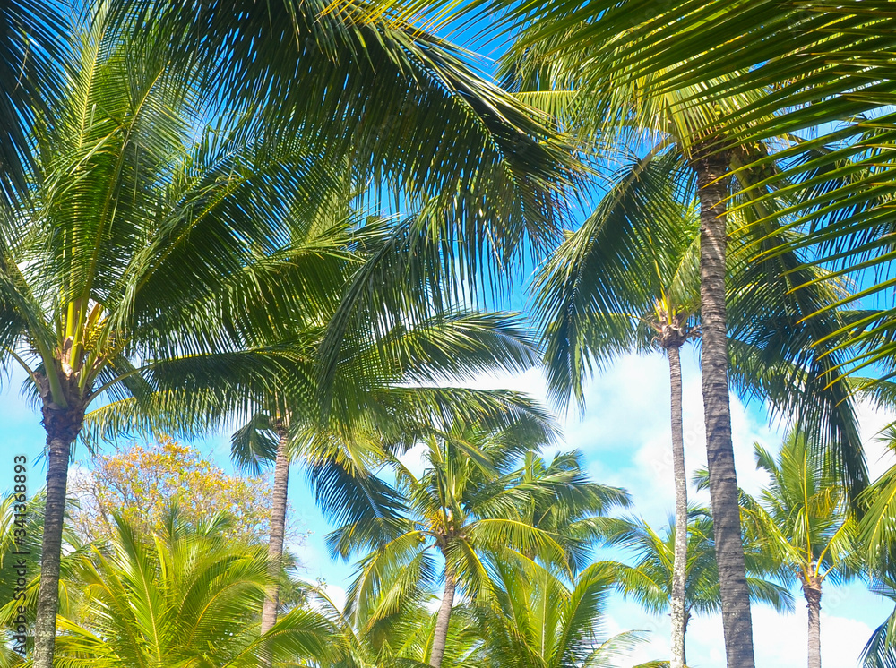 Fototapeta premium Palm trees under the blue sky on a tropical island