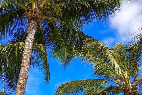 Palm trees under the blue sky on a tropical island