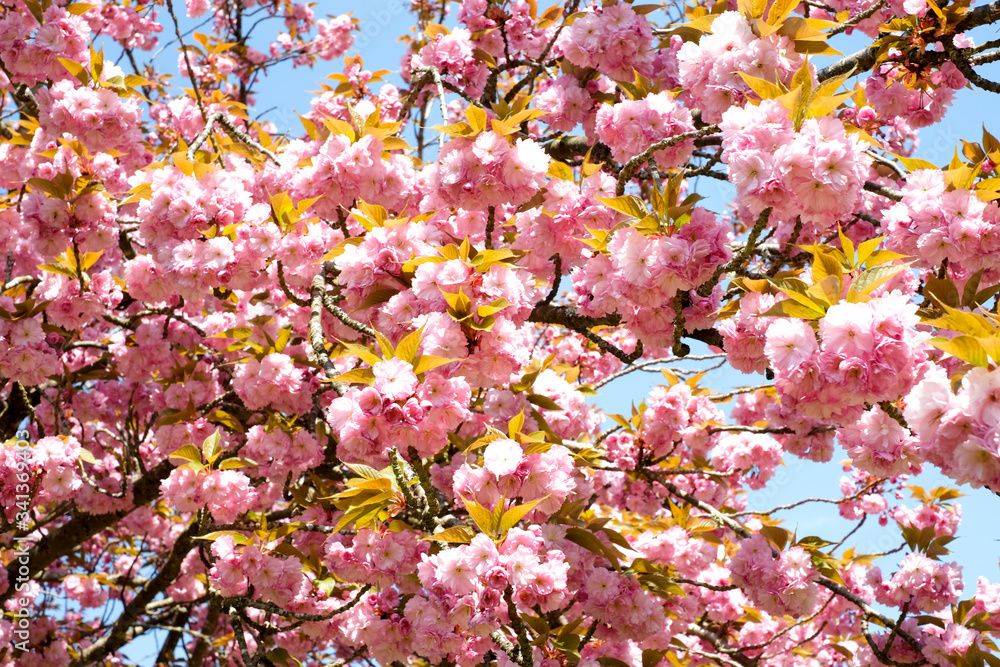cerisier japonais en fleurs au printemps