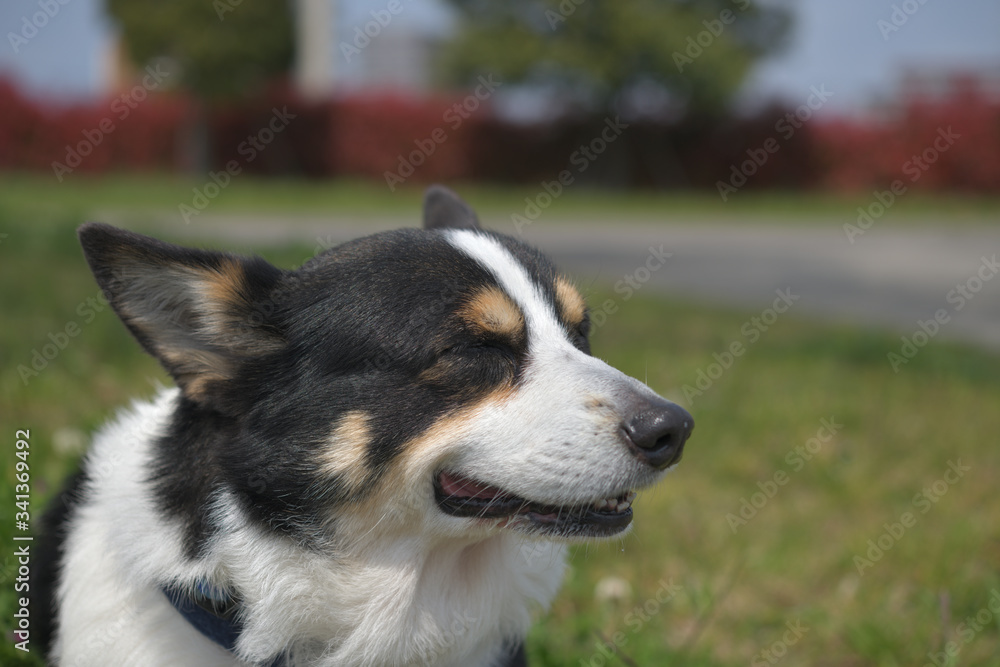 緑の多い公園で涼む撮影者の飼い犬である黒コーギー