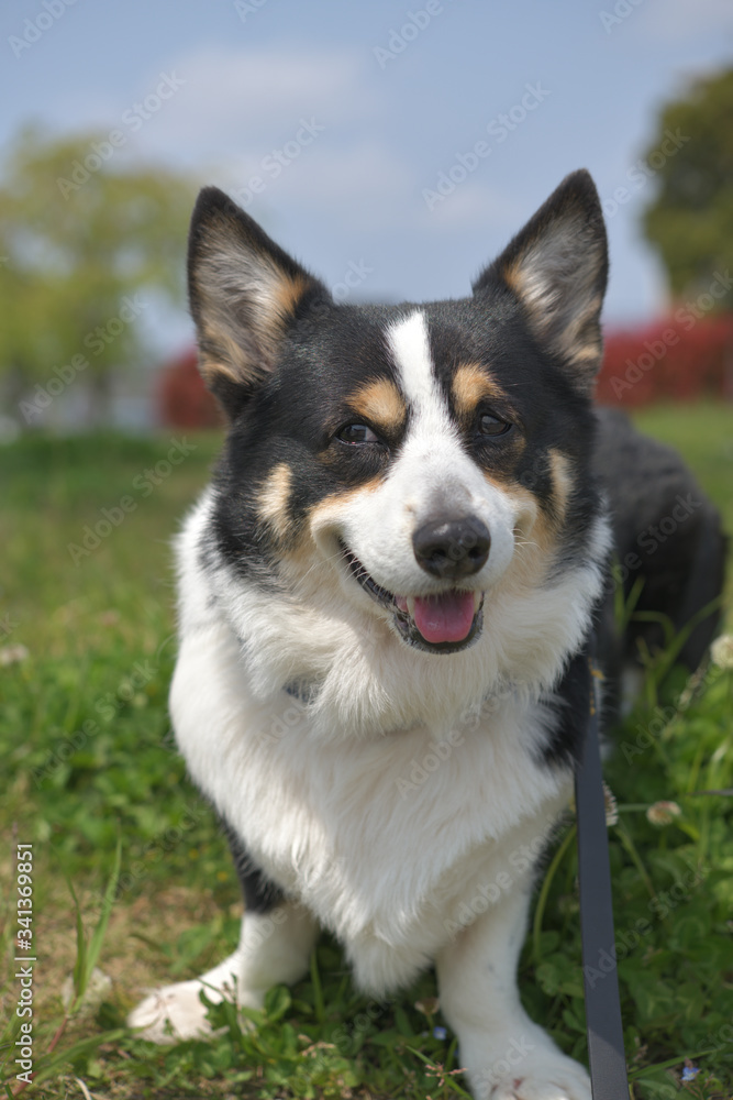 散歩中の公園でご機嫌な黒いコーギー犬（撮影者の愛犬）