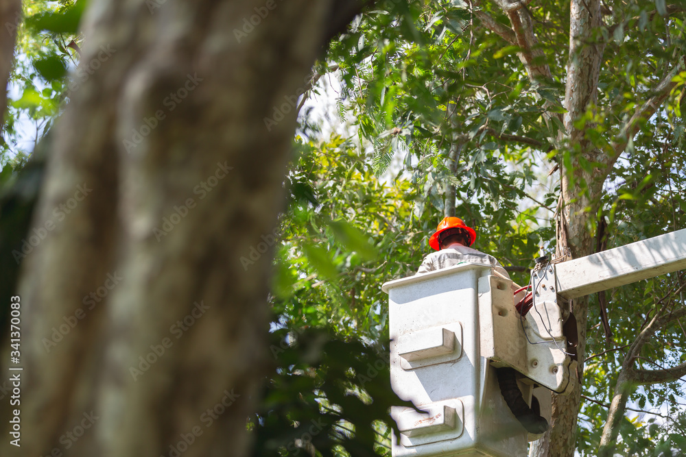 Technician staff cut trees from the electrical cable area to reduce power outages. Technician staff cut trees from the electrical cable area to reduce power outages.