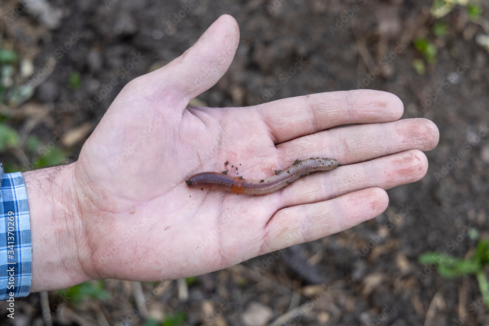 Earthworm on hand. Lumbricidae. The concept of organic farming, fertility and permaculture