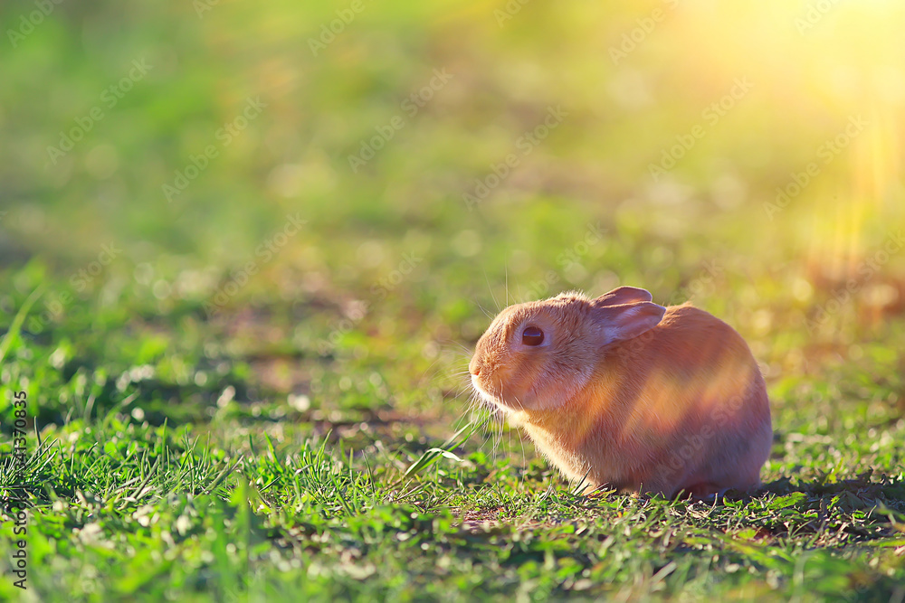 Obraz premium spring rabbit in a green field, easter symbol, beautiful april easter background