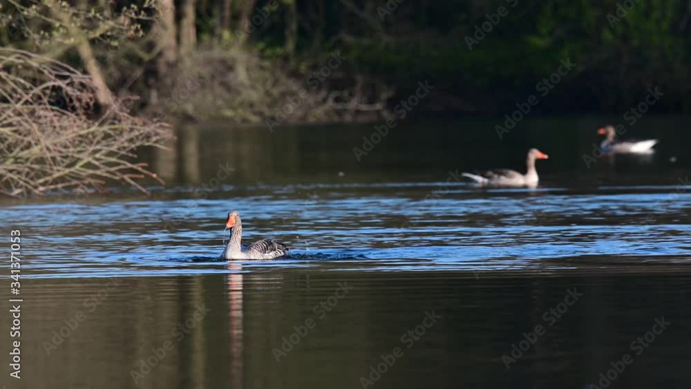 Greylag goose swimming on the lake and have a bath, spring, (anser anser), germany
Greylag goose swimming on the lake and have a bath, spring, (anser anser), germany