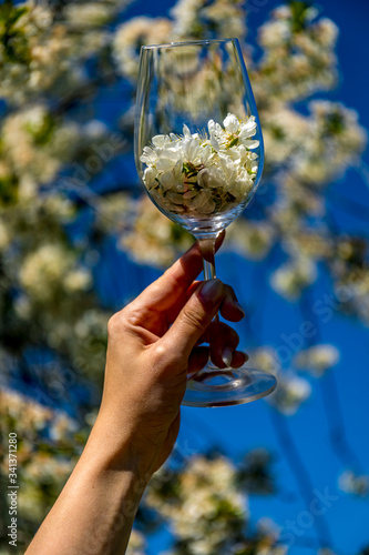 Close up soft blurred background of woman hand holding a glass full of cherry blossom flower or Sakura at spring park on a sunny day background. Romantic traveling. Mother`s day or womans day concept.