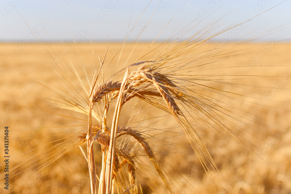 golden ears of wheat against the blue sky, clouds and field on soft focus background, closeup, agriculture, sunset. golden ears of wheat against the blue sky, clouds and field on soft focus background, closeup, agriculture, sunset.