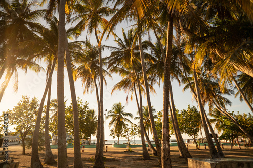 Słoneczny tropikalny las palm kokosowych w raju przy plaży.