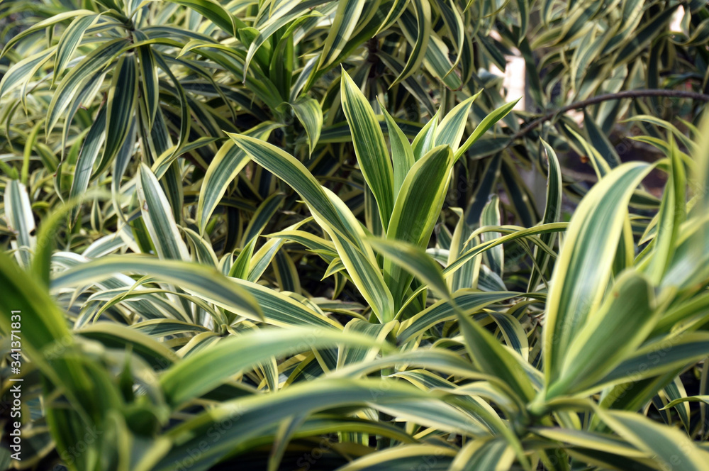 Green & yellow leaves of Chlorophytum comosum ( spider plant ). Selective Focus. Green & yellow leaves of Chlorophytum comosum ( spider plant ). Selective Focus.