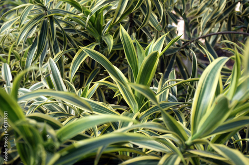 Green & yellow leaves of Chlorophytum comosum ( spider plant ). Selective Focus.