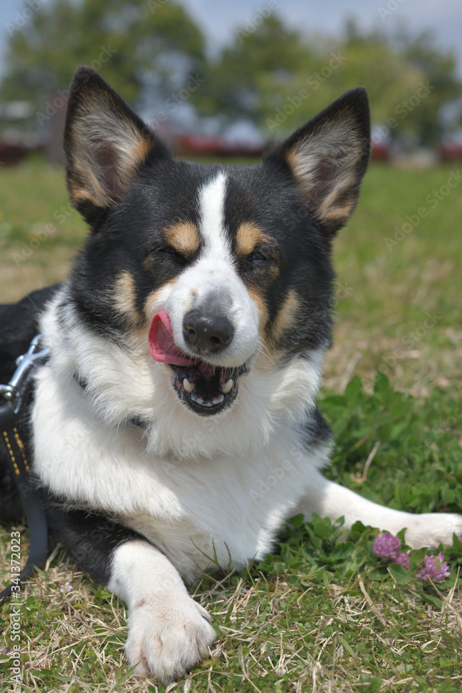 散歩中の黒いコーギー、撮影者の飼い犬。