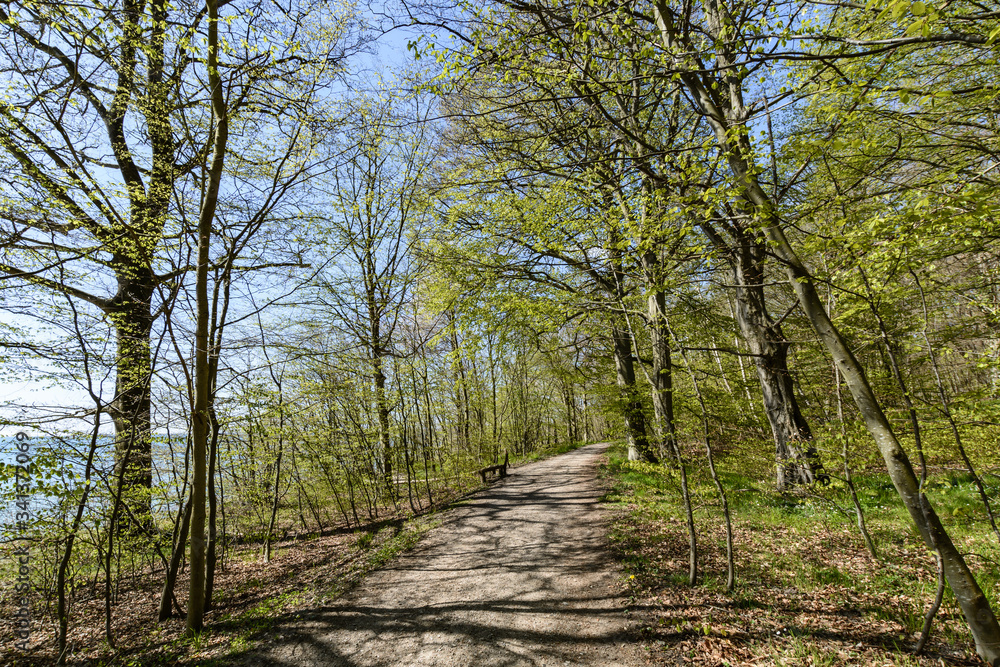 Obraz premium Radfahrweg und Wanderweg durch die Goor, Insel Rügen