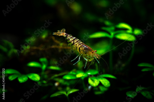 Ti bee shrimp pets aquarium water nature pets tiger © Serhii