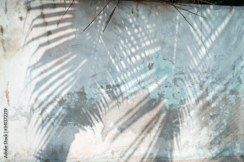 Piękny cień liści palmowych na białej ścianie.