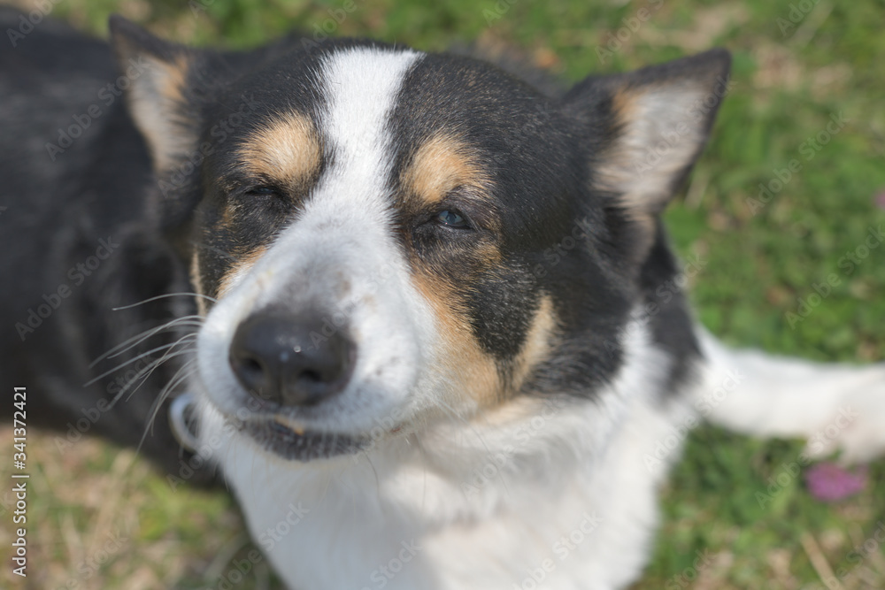 散歩中の黒いコーギー、撮影者の飼い犬。