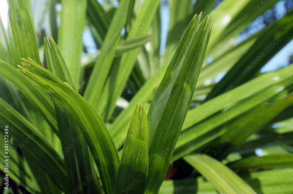 Palm Leaves Detail & Texture Background Palm Leaves Detail & Texture Background