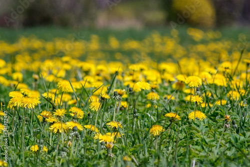 Yellow dandelions in green meadow. © Elmars