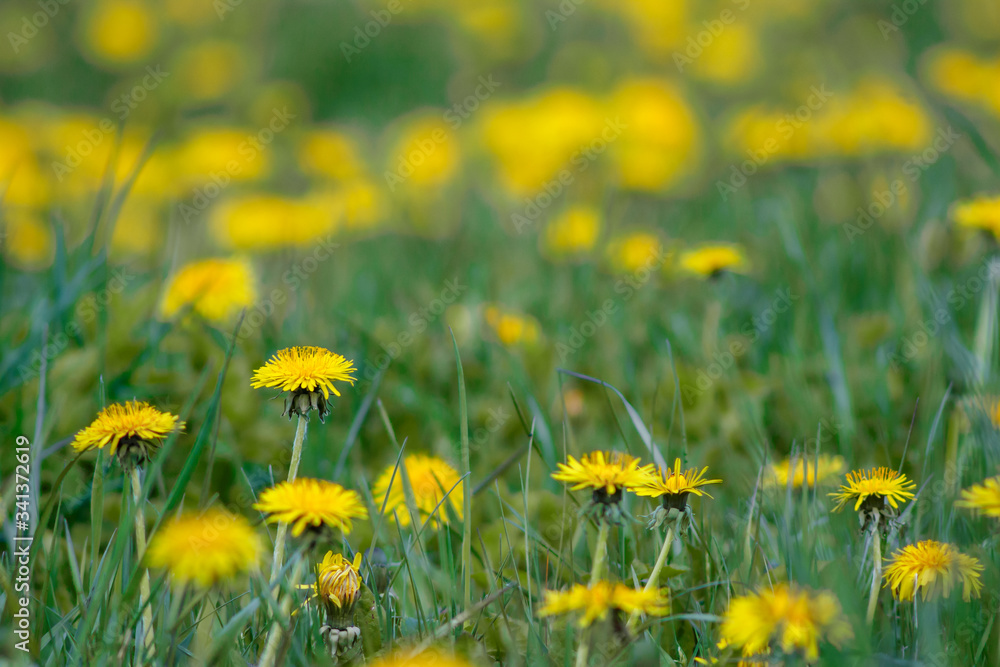 Obraz premium Yellow dandelions in green meadow.