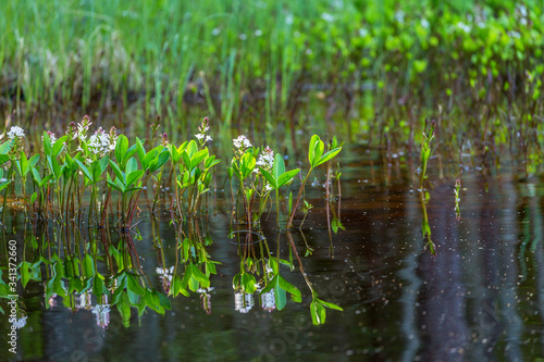 Flowering Bogbean flowers with reflections in the water