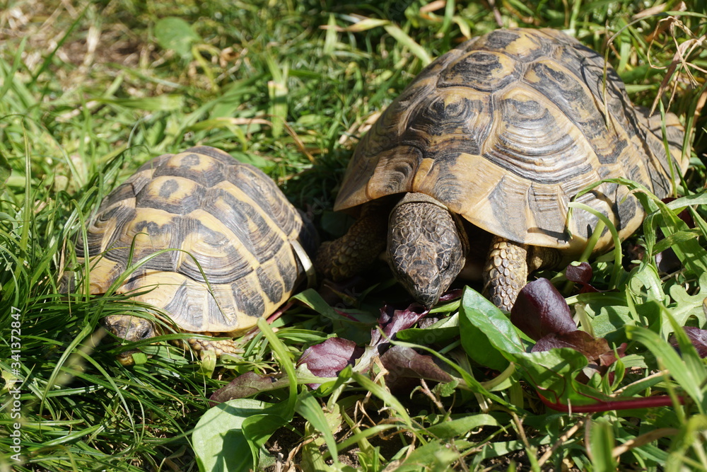 Turtles eating grass in the garden Turtles eating grass in the garden