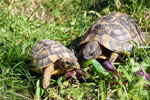 Turtles eating grass in the garden