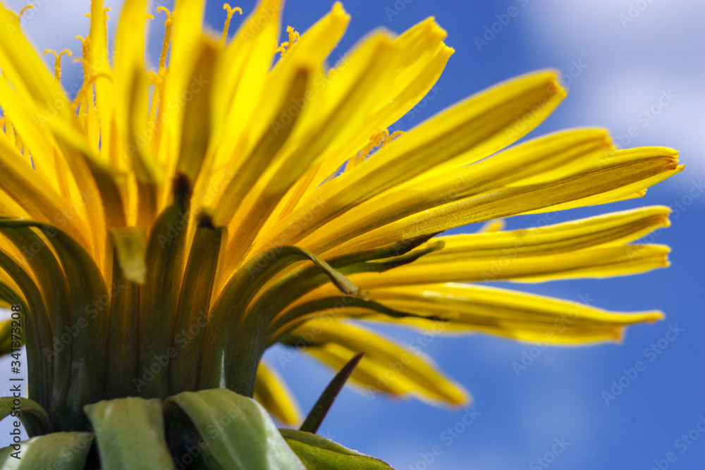 Fototapeta premium Yellow dandelions on blue sky background.