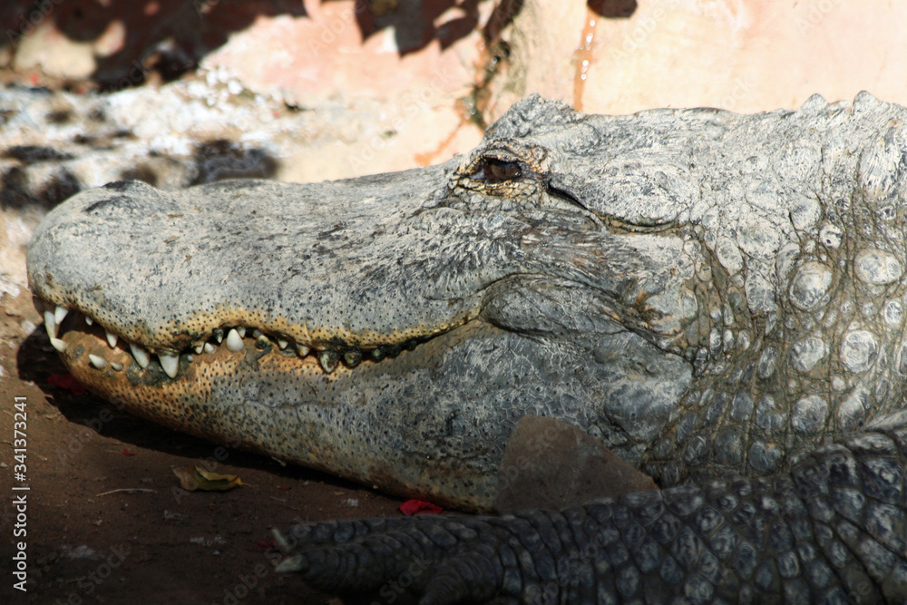 Obraz premium Mississippi-Alligator