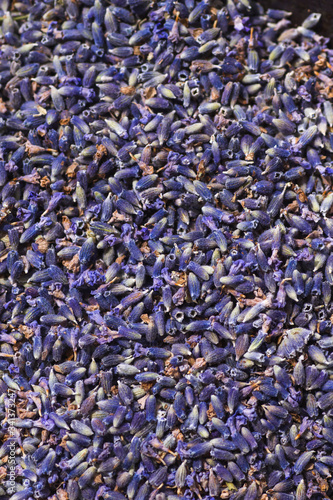 Dry lavender flowers