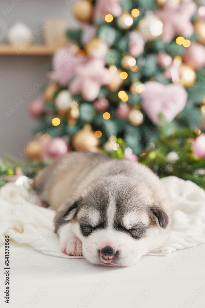 Happy christmas dog, Husky newborn puppy. Christmas and New Year greeting card. Puppy of siberian husky. Template for Chinese horoscope and calendar.