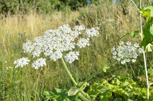 Poisonous plant cow parsnip Sosnowski. Cow parsnip blooms in summer. photo