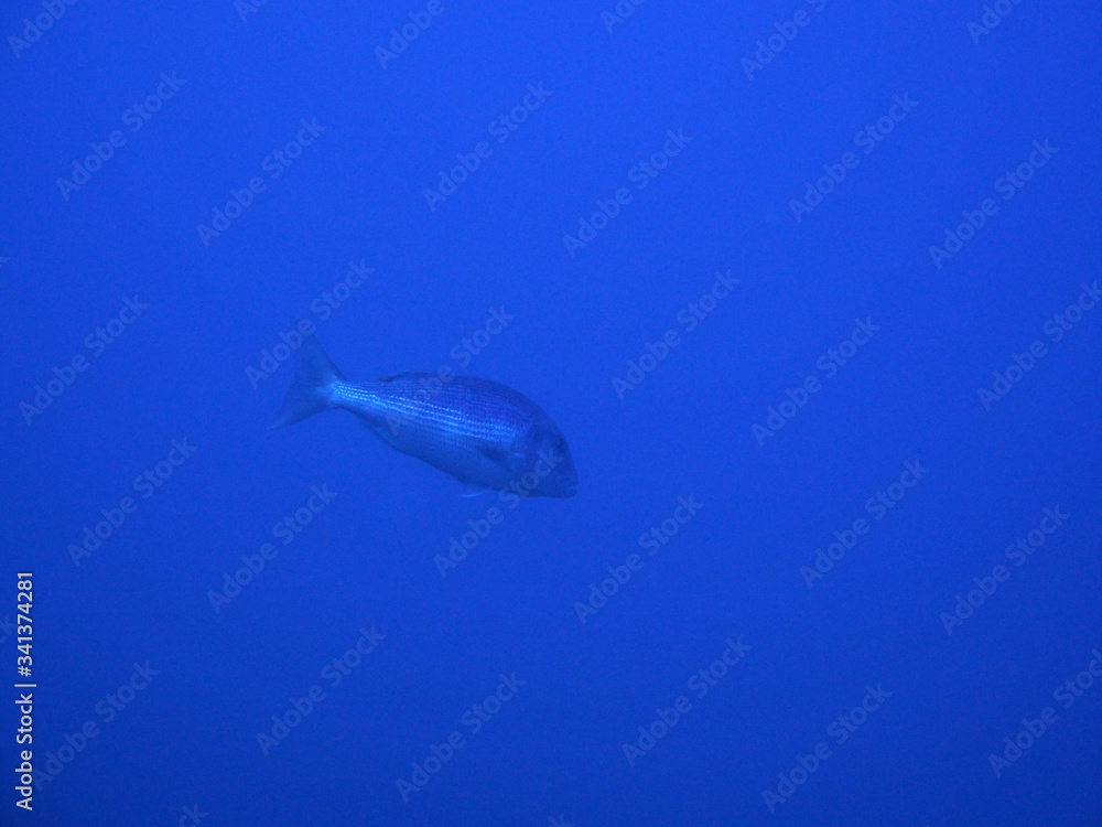 Fototapeta premium Scuba Diving Malta Gozo Comino