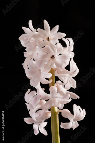 Closeup on White Hyacinth