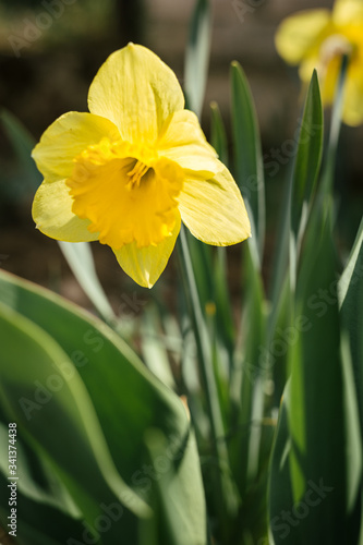 Vertical - Close up photo of beautiful and yellow daffodil on sunny day. Illuminated narcissus flower in the garden. Daffodil in springtime.