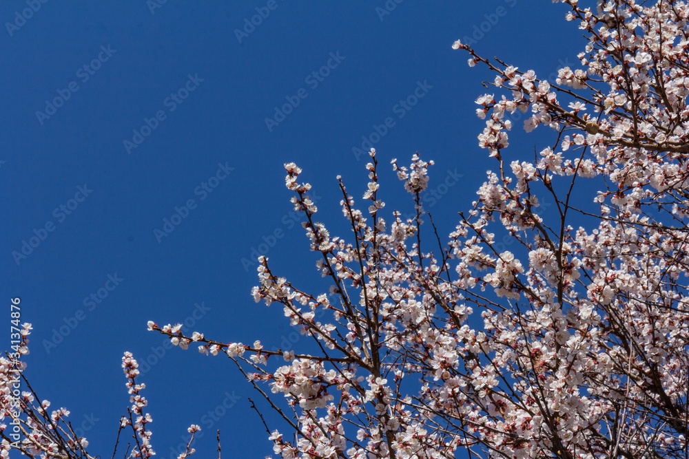Beautiful apricot blossoms on blue sky background. Space for text Beautiful apricot blossoms on blue sky background. Space for text