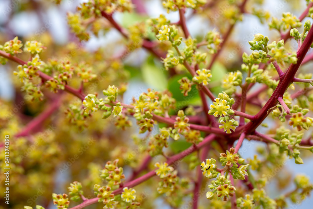Mango flower, A branch of inflorescence mango flower. Mango flower, A branch of inflorescence mango flower.