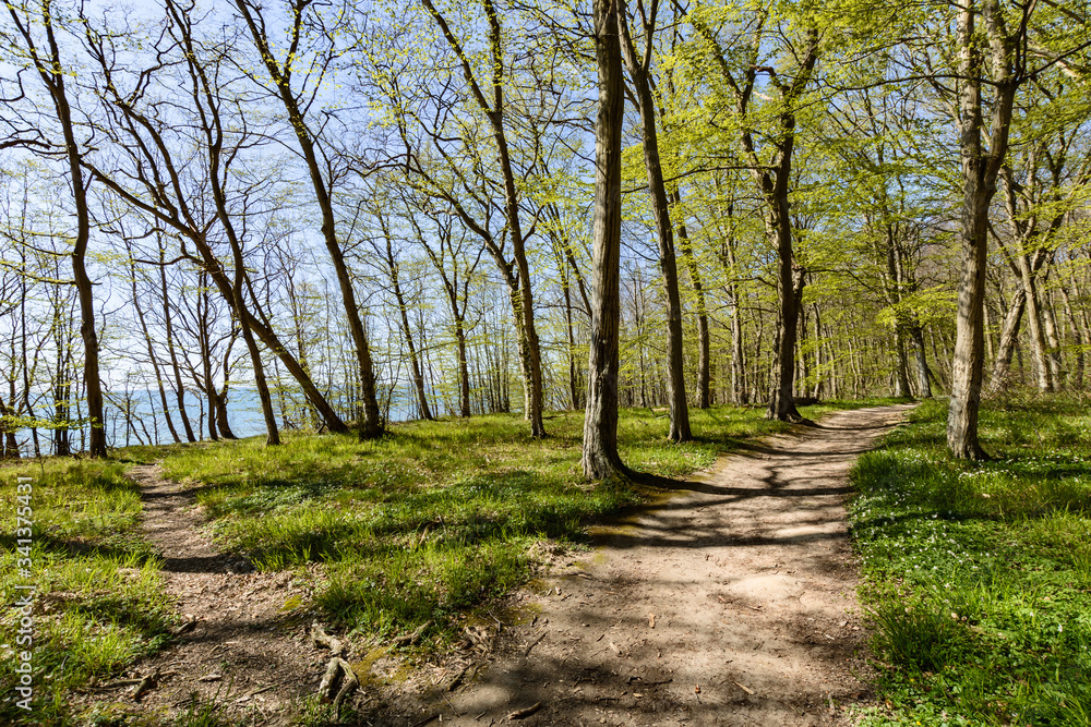 Fototapeta premium Rad- Wanderweg in der Goor, Lauterbach auf Rügen