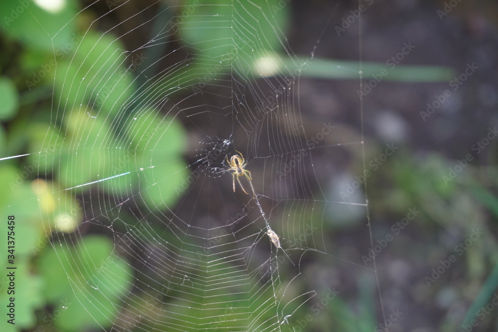 Spider in its spider web