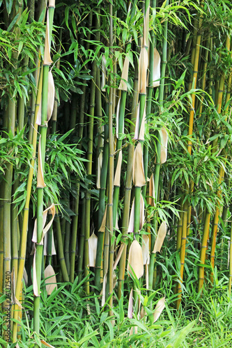    la bambouseraie