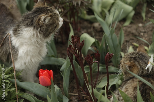 Sticker Portrait of fluffy wild cats