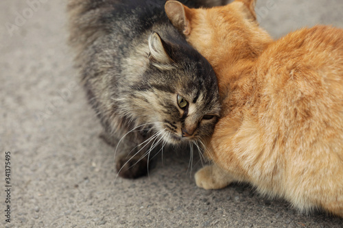Photography Portrait of fluffy wild cats