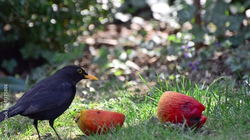 Amsel beim 