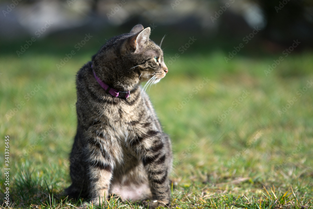 Striped grey tabby cat sitting on the grass, alert, listening, watchful - copy space