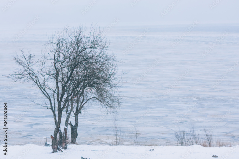 Fototapeta premium Wistful landscape. Cold winter tree on the shore of a frozen lake